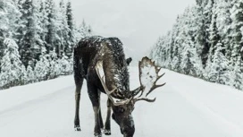 Il tempo nevoso è previsto in Udmurtia il 25 febbraio.