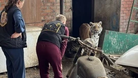 В Краснодарском крае изъяли тигра, прикованного цепью во дворе частного дома