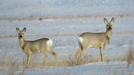 Faible blizzard prédit à Orenburg le 21 février