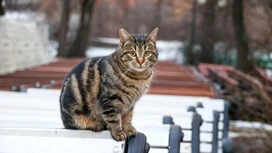 В воскресенье в Москве ожидается плюсовая температура