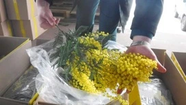 Mais de 45 toneladas de mimosa foram entregues da Abkhazia à Rússia