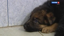 Ordering a puppy on the Internet turned into a loss of money for a resident of Usinsk