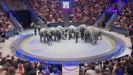 In the Great Moscow Circus held an open rehearsal