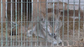 Irkutsk bölgesinde 2024 için kaydedilmiş dört binden fazla köpek ısırıkı