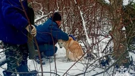 В Тверской области сотрудники МЧС спасли собаку, которая попала в капкан