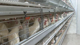 Almost 11 million eggs produced Chita poultry farm in 2024