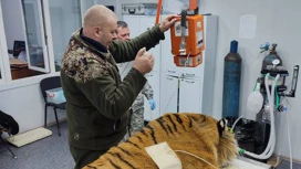 В Приморье отловили конфликтного тигра, нападавшего на домашних животных