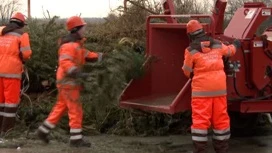 На Кубани начался сезон выбрасывания ёлок