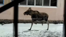 В Екатеринбурге крупный лось ворвался на территорию детского сада