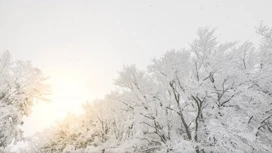 Аномально теплый январь прогнозируют синоптики на Ямале