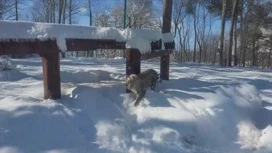 カフカースのヒョウ復元センターが、雪の中で遊ぶウムカの映像を公開しました。