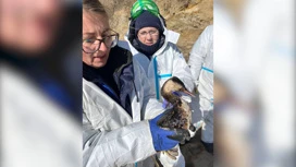 Les volontaires de Volgograd ont raconté comment ils ont aidé à nettoyer la côte de la mer Noire du mazout.