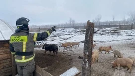 Под Минусинском пожарные вынесли из огня более 30 свиней