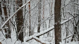 Днем 18 декабря в Удмуртии ожидается -2…-7°С