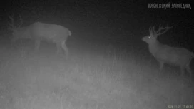 Олени и кабаны во время гона в декабре попали на фотоловушку в Липецкой области