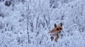 Ледяной дождь и гололед прогнозируют в Оренбуржье 12 декабря