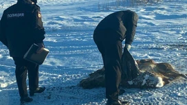 В Амурской области из-за вынужденной миграции косули стали чаще гибнуть от рук браконьеров