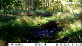 Спа-процедуры лосей и оленей попали в фотоловушку на границе Липецкой области