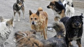 Собака насмерть загрызла пожилую женщину в Ленинградской области