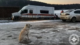 В Башкирии из реки достали тело мужчины, которого четыре дня ждала собака