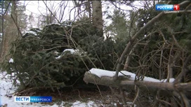 В Хабаровском крае началась акция "Елочка": лесоохрана усилила контроль за рубкой хвойных деревьев