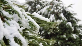 À Sotchi, de fortes chutes de neige sont prévues jusqu'à la fin de la journée du 25 février.