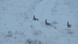 Brouillard et gelée sont prévus par endroits dans la région d'Orenbourg le 25 février.