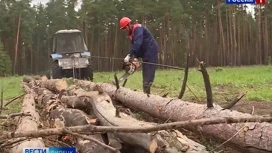 В Липецкой области специалисты оздоровили больше 900 га леса