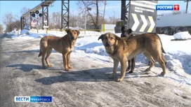 Уголовное дело по статье "Халатность" открыли в Николаевске после нападения бездомных собак