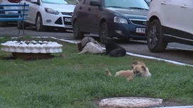 В трех муниципалитетах Оренбуржья ввели спецрежим из-за бродячих собак