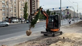 Высаженные сосны вдоль Второй продольной в Волгограде убирают за нарушение контракта