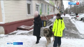 Смотрите в 21:10. Глава Следкома контролирует следствие по нападению собак на ребенка в Хабаровске