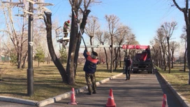 В Красноярске начинается сезон обрезки деревьев