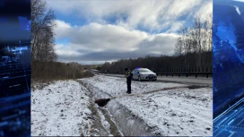 На трассе в районе Ачинска был обнаружен труп медведя с отрубленными лапами