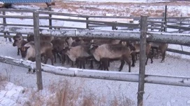 На Ямале стартовал основной этап заготовительной кампании