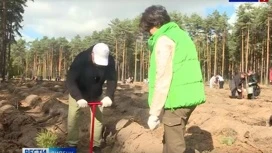 В лесах Липецкой области высадят 18 тысяч деревьев в рамках всероссийской акции