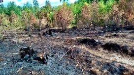 Пожароопасный сезон завершился в Удмуртии