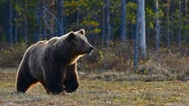 The Department of Natural Resources of the Yamalo-Nenets Autonomous Okrug has announced information about quotas for the hunting of brown bears.