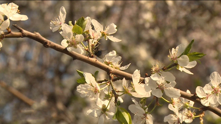 Fahren Sie. Abnormale Hitze in Nordossetien wird durch Frost ersetzt, wie Obstbäume zu schützen?