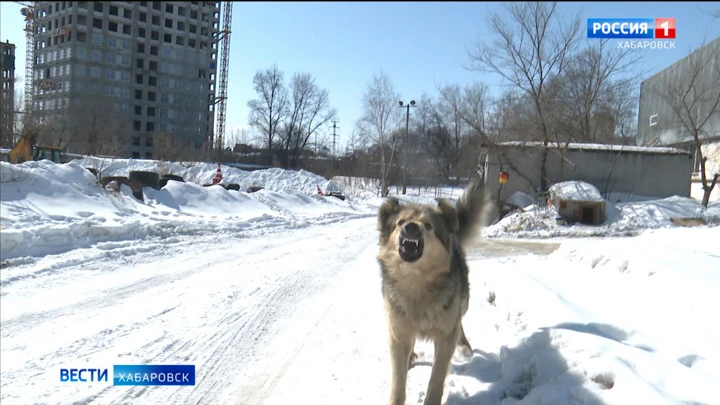 Drive. Khabarovsk In Khabarovsk began the trial of the responsible for catching stray dogs