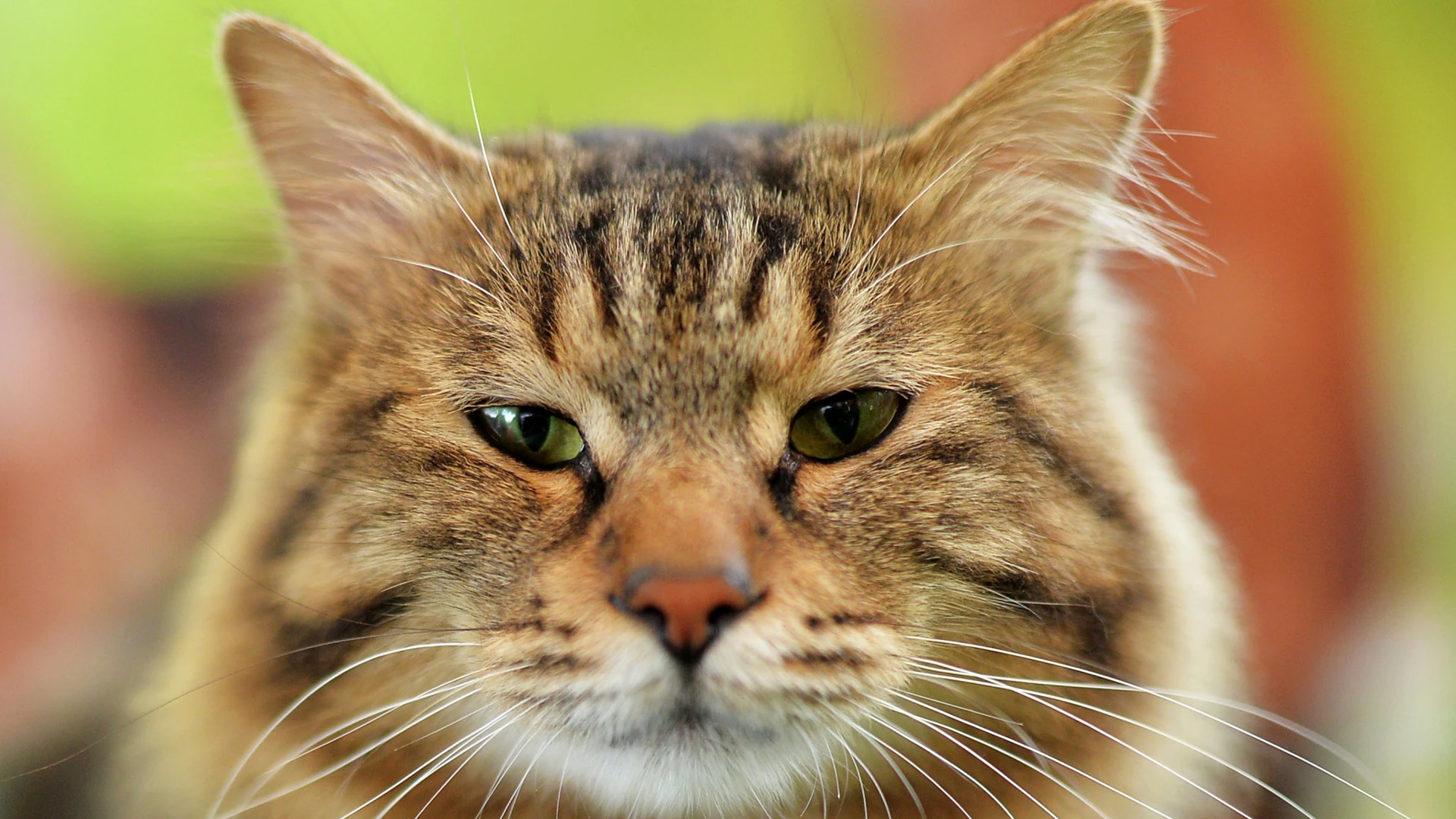 Koshelev aggiunto ha proposto di pagare ai pensionati un sussidio per il mantenimento degli animali