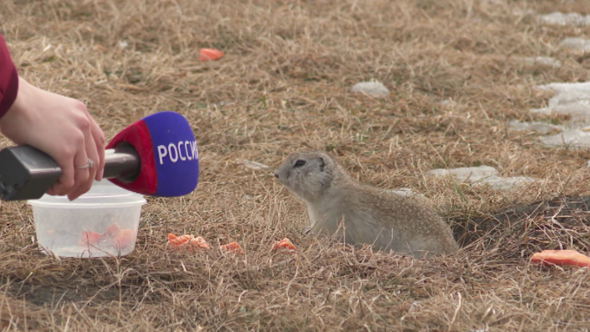 On the island of Tatyshev began to come out of winter hibernation gophers