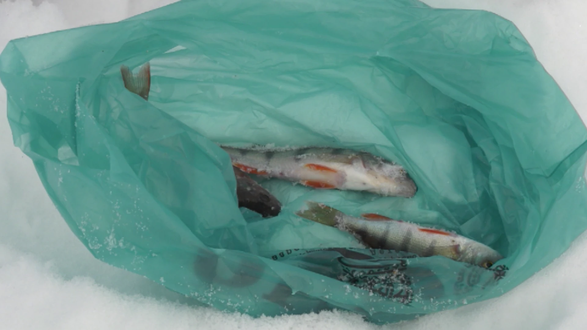 Dans la région de Yenisei a tenu un festival de la pêche d'hiver