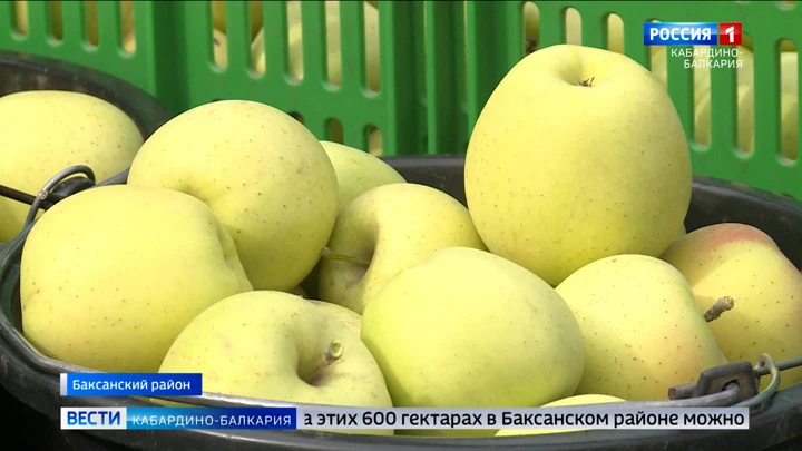 Вести. Кабардино-Балкария В хозяйствах Кабардино-Балкарии продолжается сбор яблок