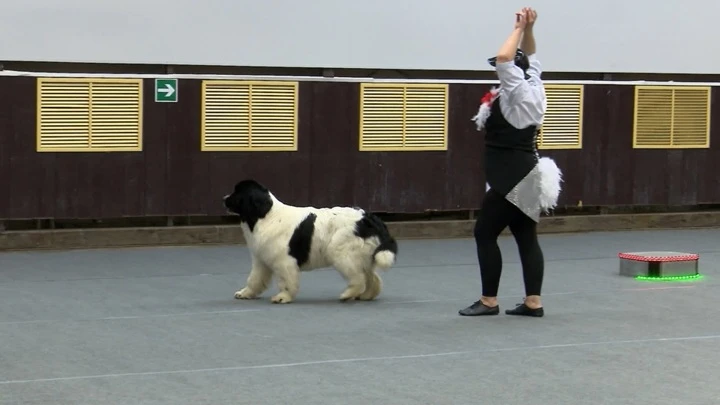 Conduce. Los perros bailan: competiciones en estilo libre cinológico se celebraron en Chelyabinsk