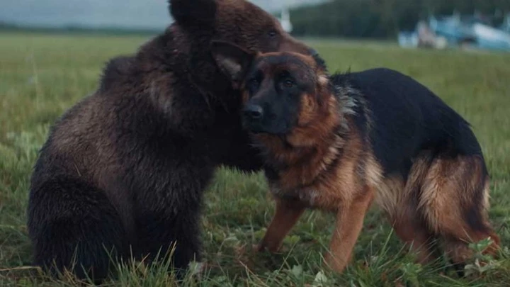 ソチの住民は、羊飼いのパルマとLazarevファミリーに関する映画の継続を見ることができます