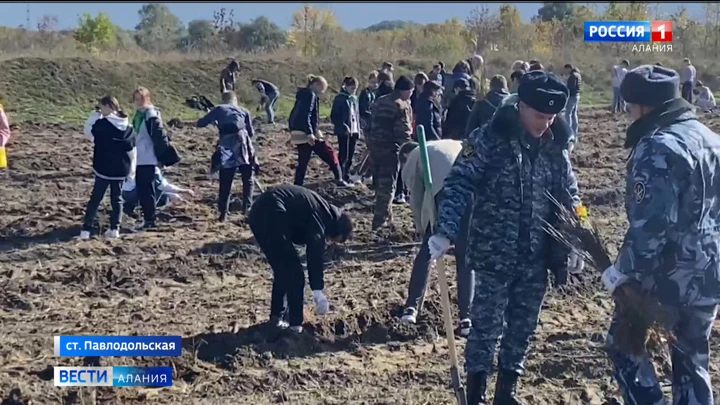 Вести. Алания В станице Павлодольской высадили 14,4 тыс. саженцев ясеня в рамках Всероссийской акции "Сохраним лес"