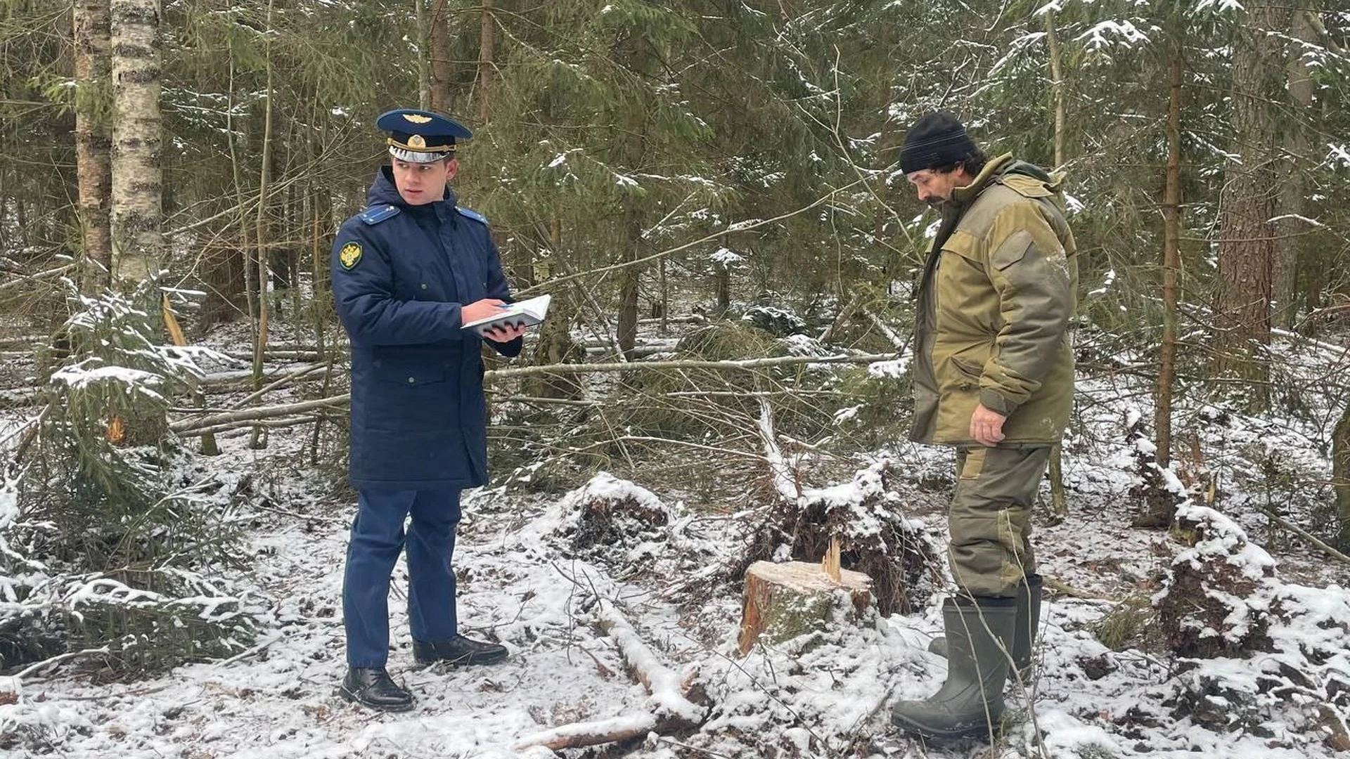 В Ярославской области возбуждено уголовное дело о вырубке леса