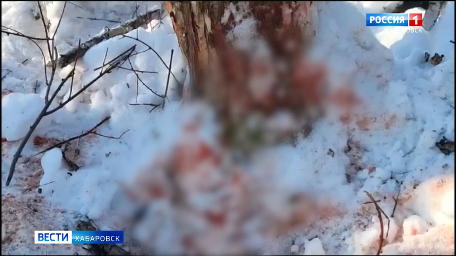 Проверку по факту гибели человека от нападения тигра в Хабаровском крае начали следователи