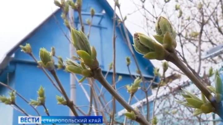 Вести. Ставропольский край В Ставрополе дачные поселки могут стать полноправной частью города